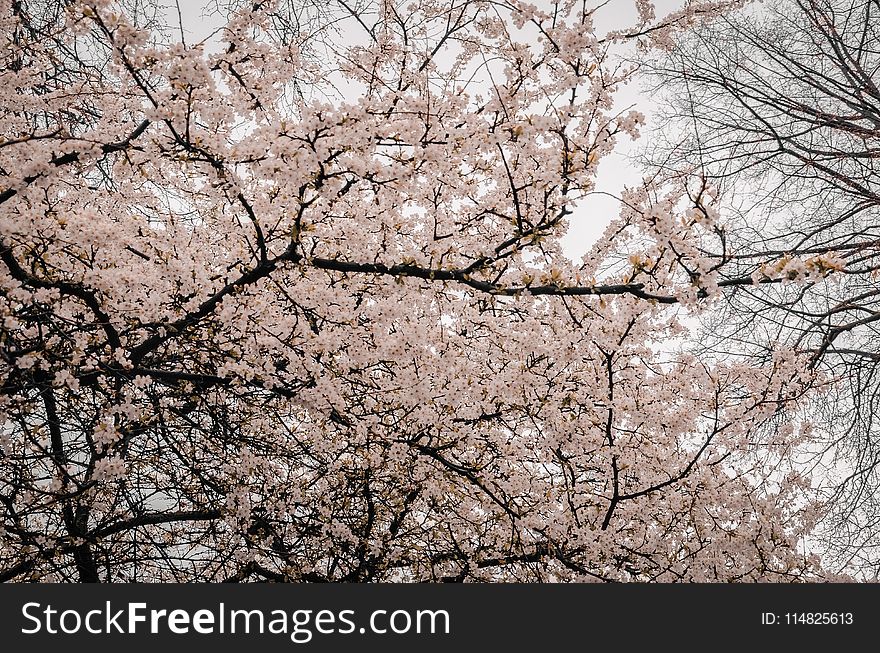 Photography of Tree Branches With Flowers