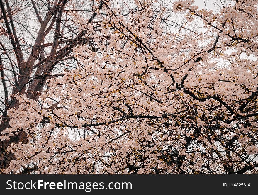 Photography Of Cherry Blossoms