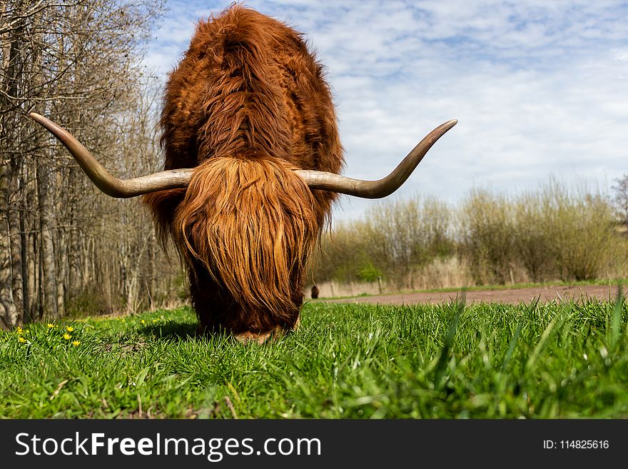 Shallow Focus Photography of Brown Highland Cow