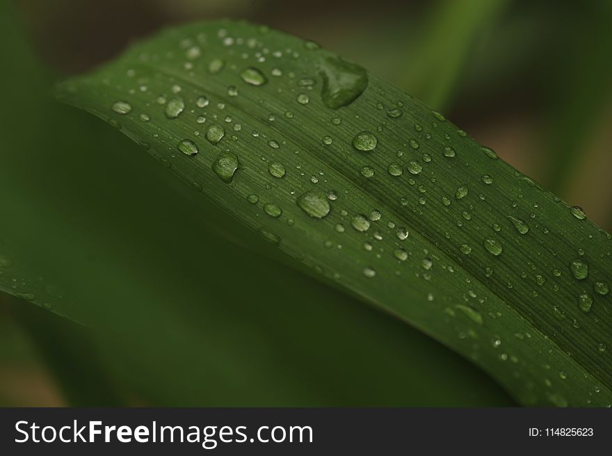 Water Dew Photo of Green Leaf Plant