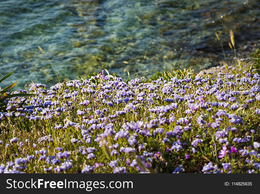 Photo of Field of Flowers Near Water
