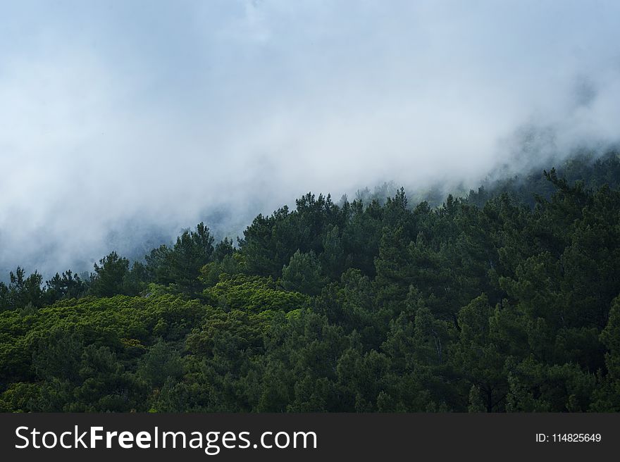 Scenic View of Trees Surrounded by Fog