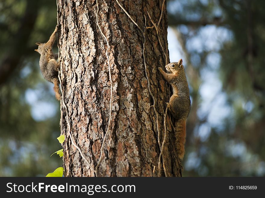 Two Squirrels on Tree Trunk