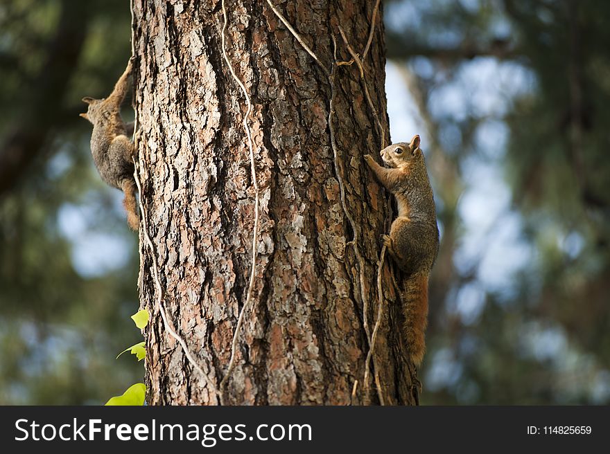 Two Squirrels On Tree Trunk