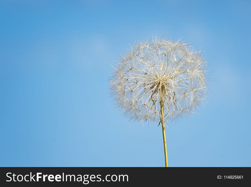 Close-up Photography of White Dandelion
