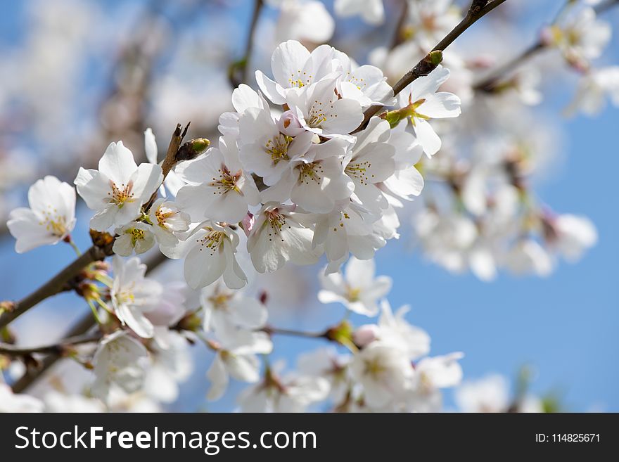 White Cherry Blossom Tree