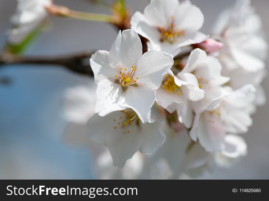 Macro Photography of Cherry Blossom