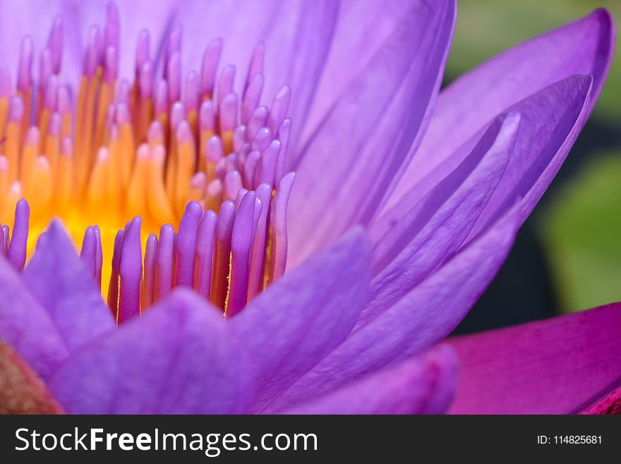 Macro Photography Of Purple Flower