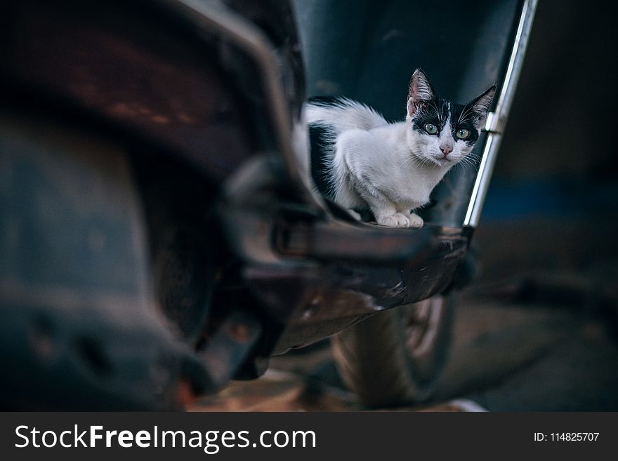 Selective Photography of Bi-color Cat on Motor Scooter