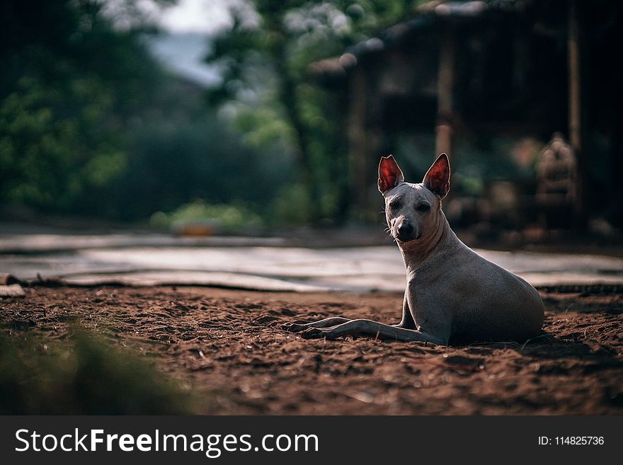 Selective Focus Photography of Short-coated Dog