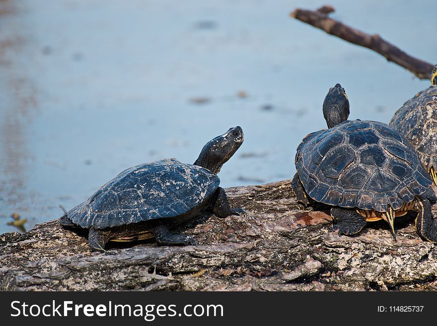 Close-Up Photography Of Turtles