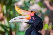 The Colors And Details Of The Rhinoceros Hornbill. Stock Images