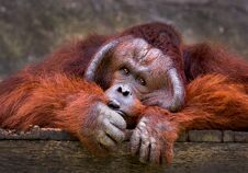 Orangutan Relaxing In The Natural Atmosphere. Royalty Free Stock Photos