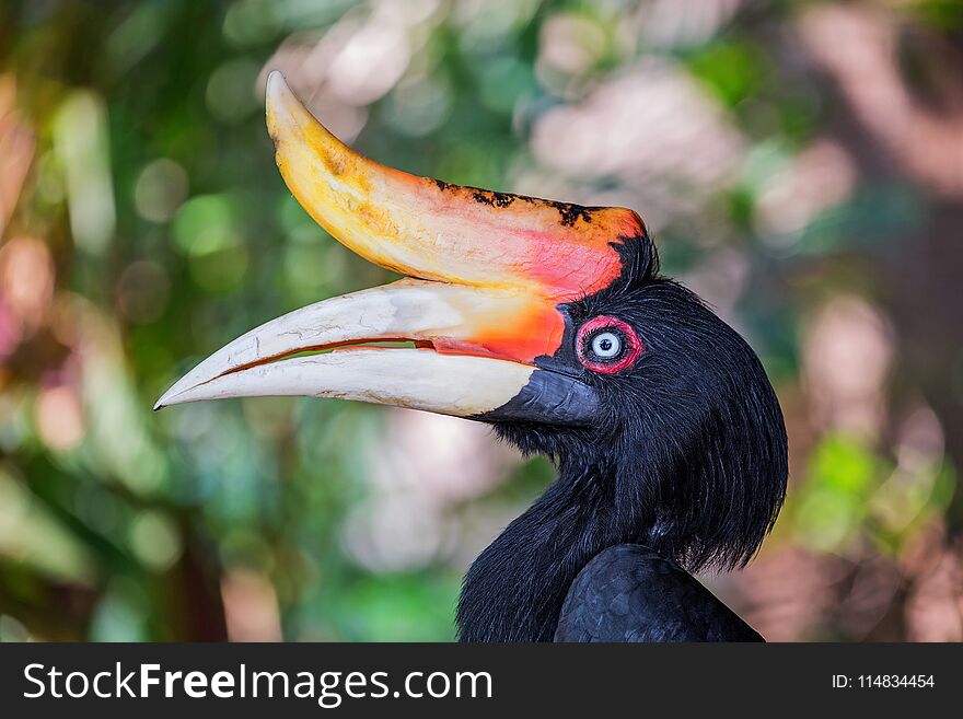 The Colors And Details Of The Rhinoceros Hornbill.