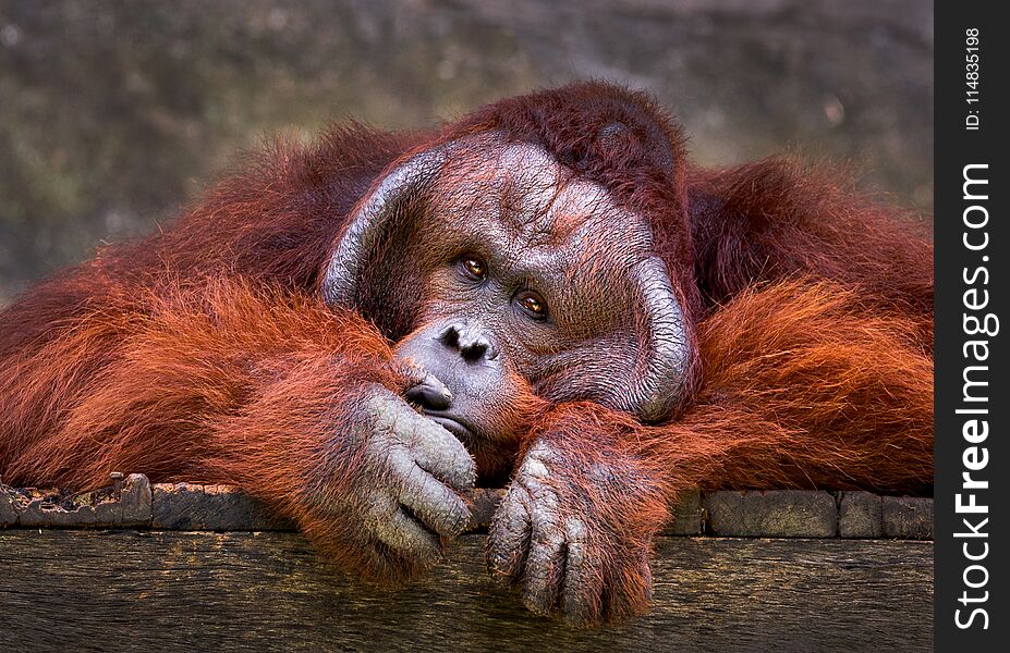 Orangutan relaxing in the natural atmosphere of the zoo. Orangutan relaxing in the natural atmosphere of the zoo.