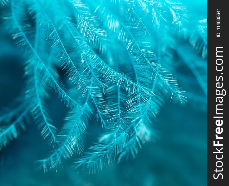 Blue Feather As An Abstract Background