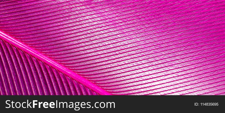 Pink feather as an abstract background. Macro