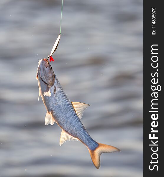 Fish caught on a metal spoon in the open air .