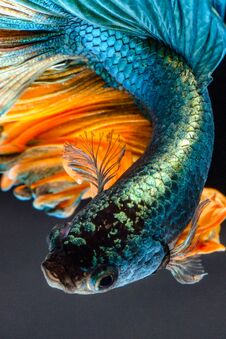 Siamese Fighting Fish Stock Photos Siamese Fighting Fish Stock Photos