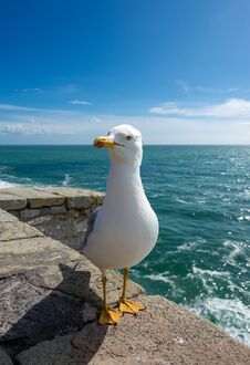 Seagull On The Cliff - Liguria Italy Royalty Free Stock Photos
