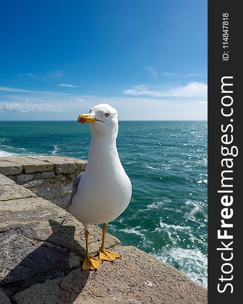 Seagull on the edge of the cliff above the Mediterranean sea - Liguria Italy. Seagull on the edge of the cliff above the Mediterranean sea - Liguria Italy