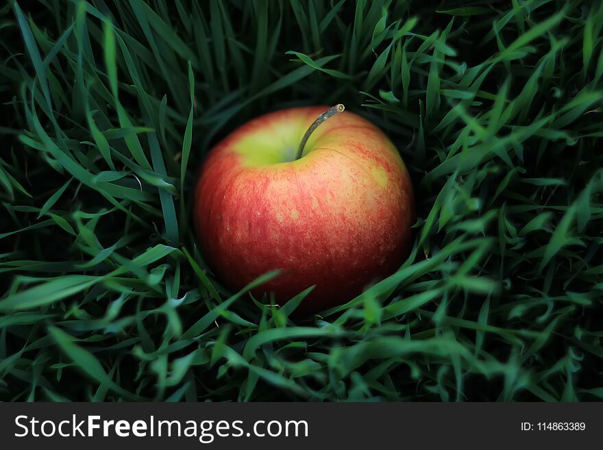 Fresh Red Apple Fruit On Green Grass In The Garden, Healthy And