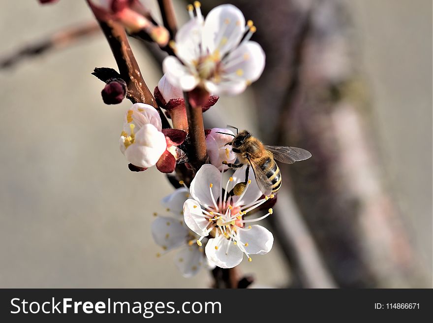 Bee, Honey Bee, Blossom, Insect