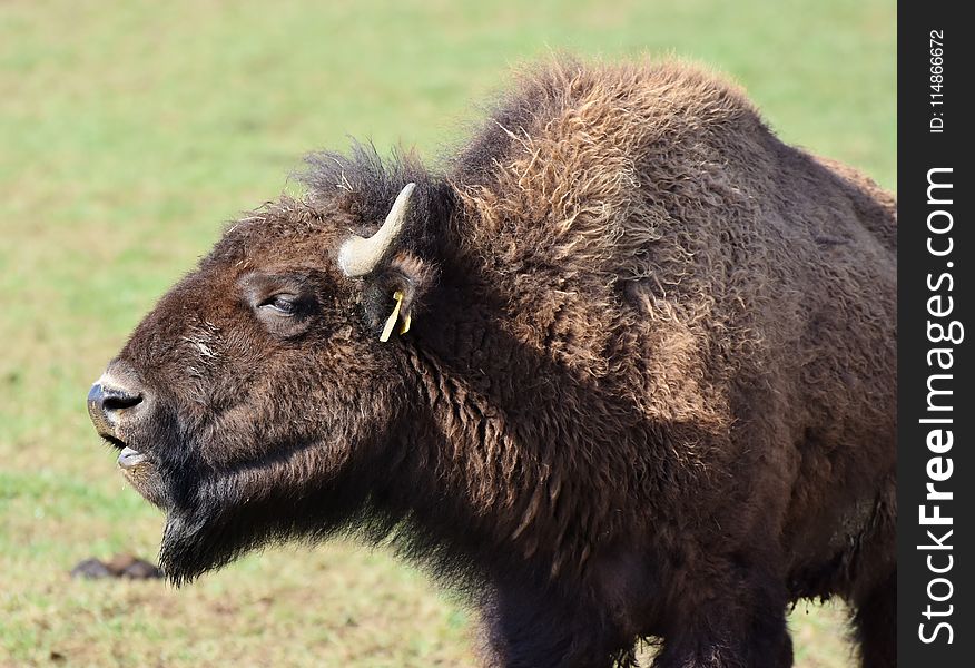 Bison, Cattle Like Mammal, Terrestrial Animal, Wildlife