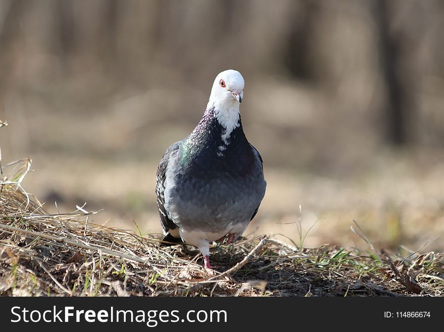 Bird, Stock Dove, Beak, Pigeons And Doves