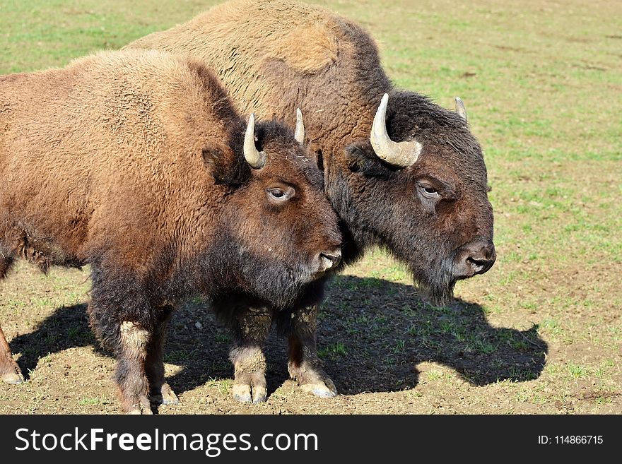Bison, Cattle Like Mammal, Terrestrial Animal, Wildlife