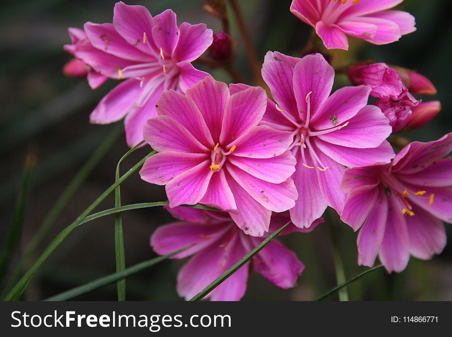 Flower, Plant, Flora, Flowering Plant