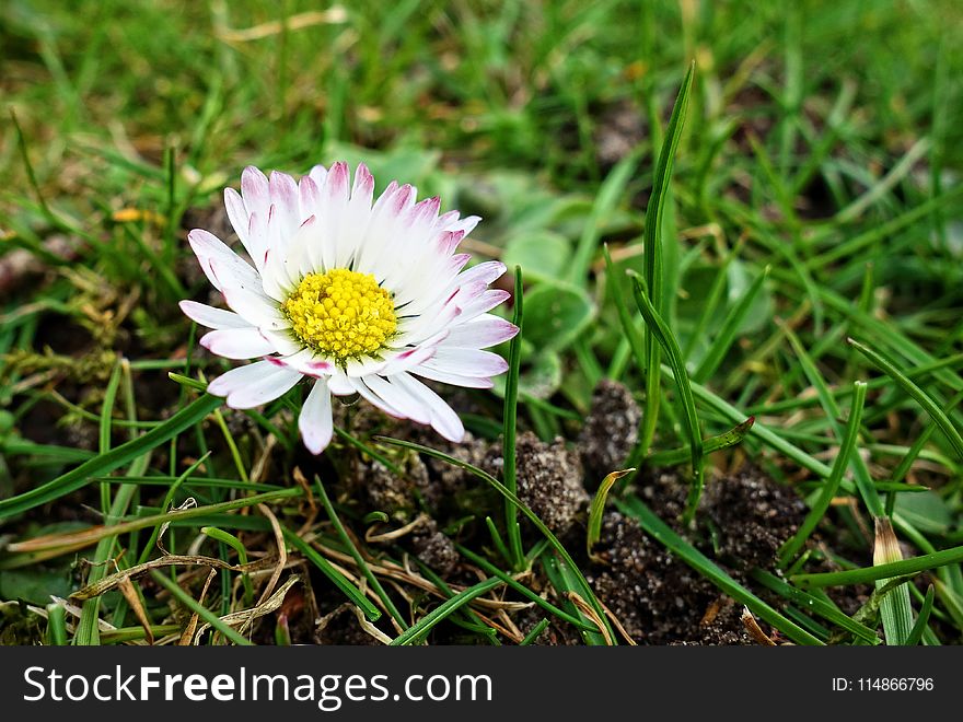 Flower, Flora, Plant, Daisy