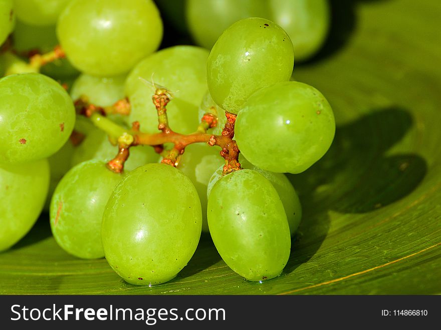 Grape, Fruit, Grapevine Family, Seedless Fruit