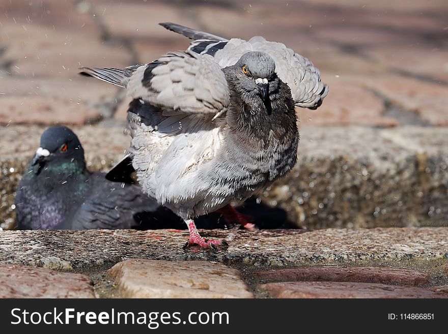 Bird, Beak, Fauna, Pigeons And Doves