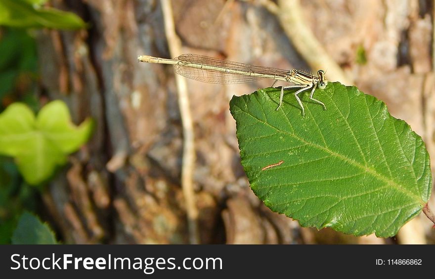 Insect, Damselfly, Invertebrate, Leaf