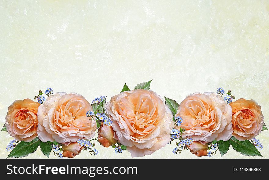 Flower, Rose, Rose Family, Flower Arranging