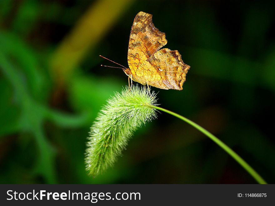 Insect, Butterfly, Moths And Butterflies, Brush Footed Butterfly