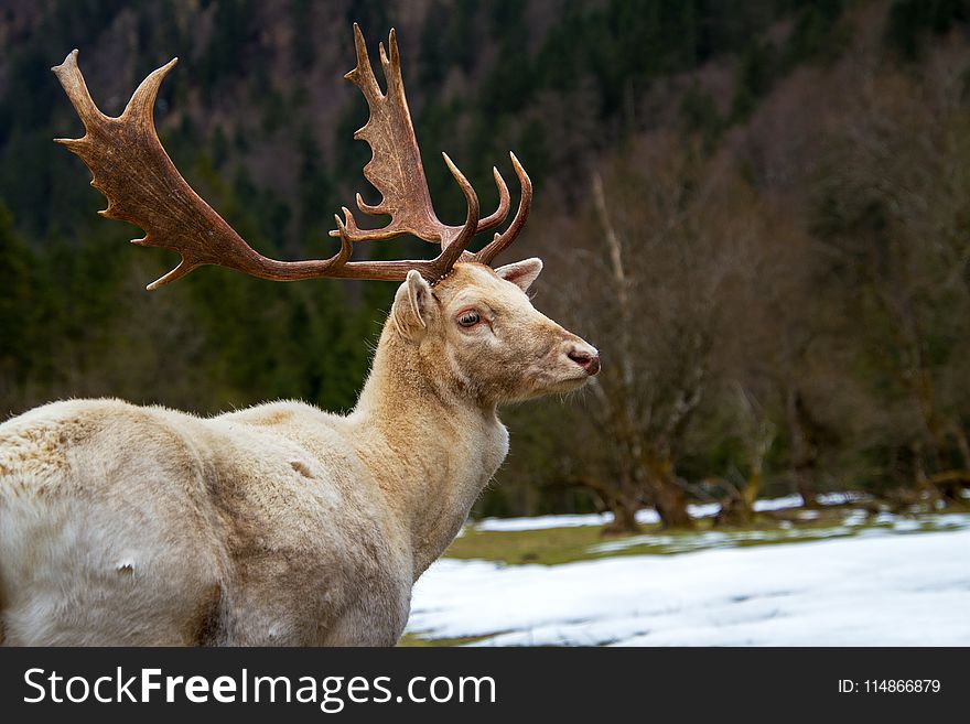 Wildlife, Deer, Horn, Fauna