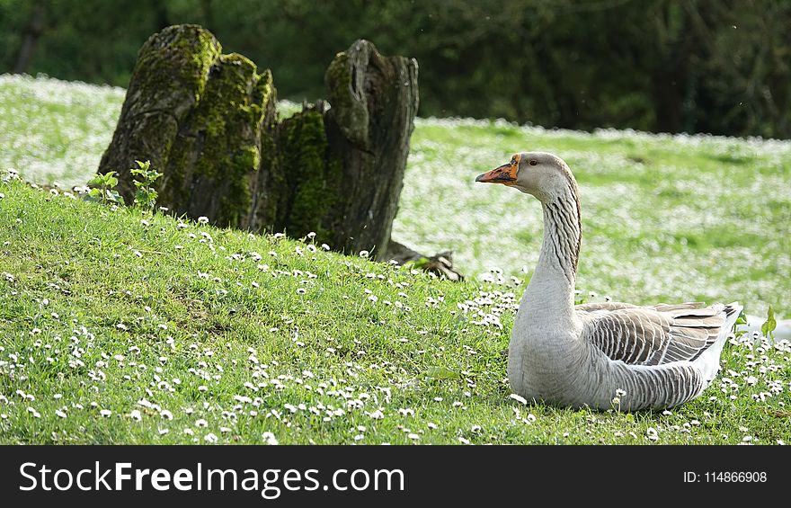 Bird, Ecosystem, Fauna, Goose