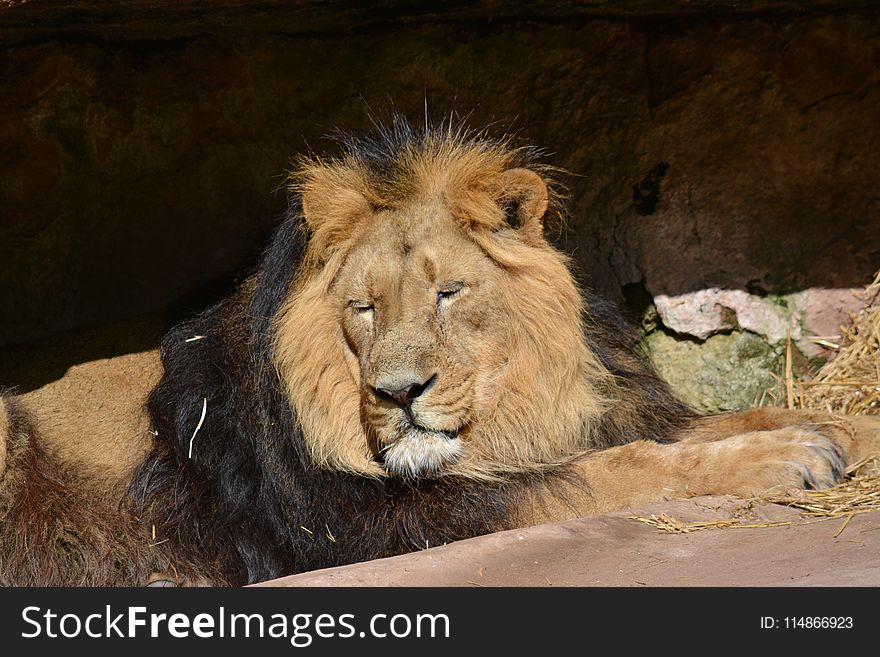 Lion, Wildlife, Terrestrial Animal, Fauna