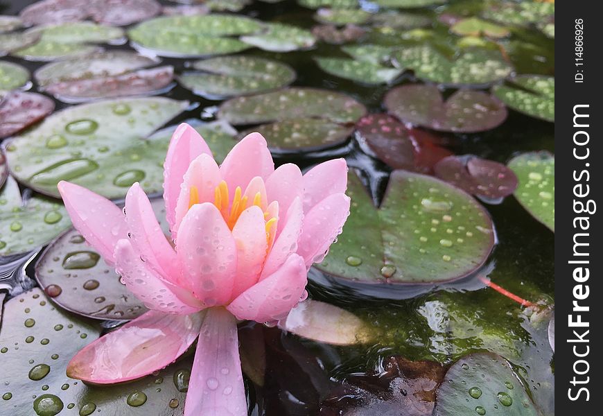 Flower, Plant, Flora, Pink