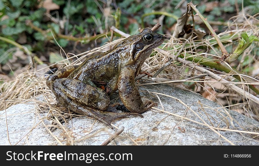 Amphibian, Frog, Ranidae, Toad