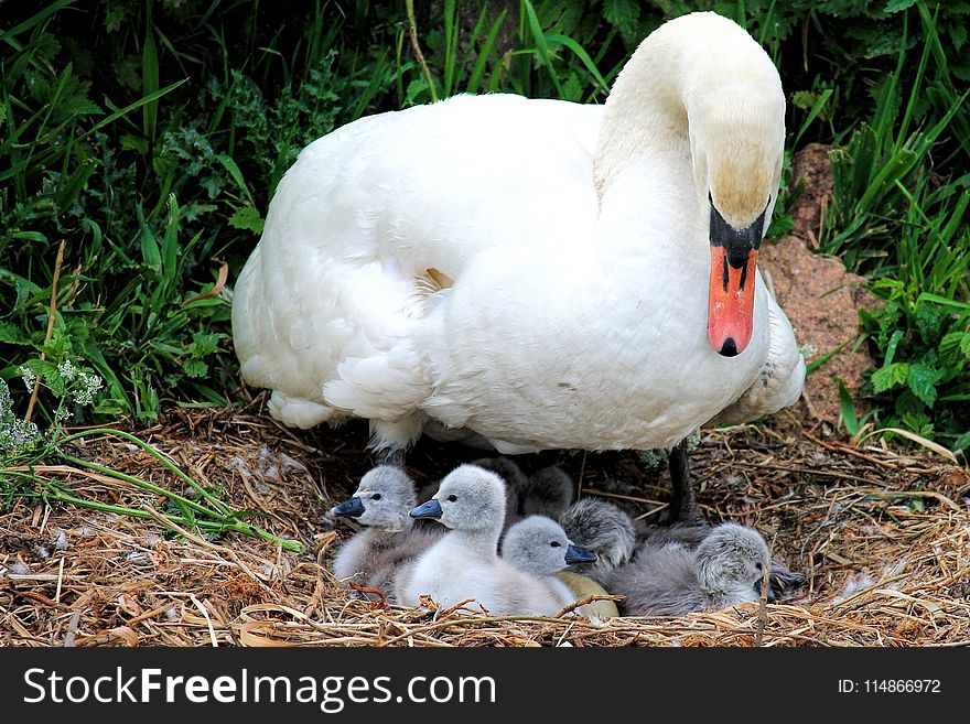 Bird, Water Bird, Ducks Geese And Swans, Fauna