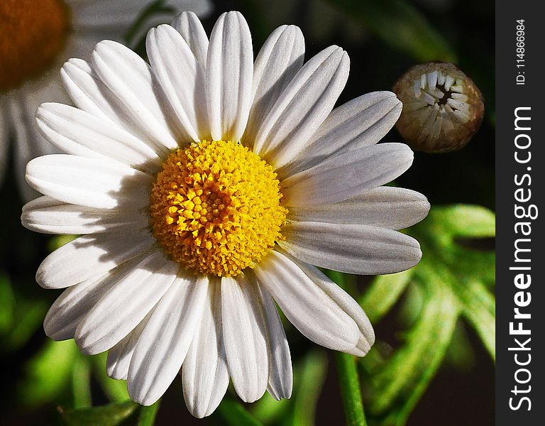 Flower, Oxeye Daisy, Flora, Chamaemelum Nobile