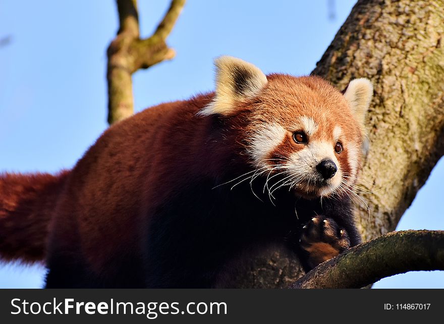 Red Panda, Mammal, Fauna, Terrestrial Animal