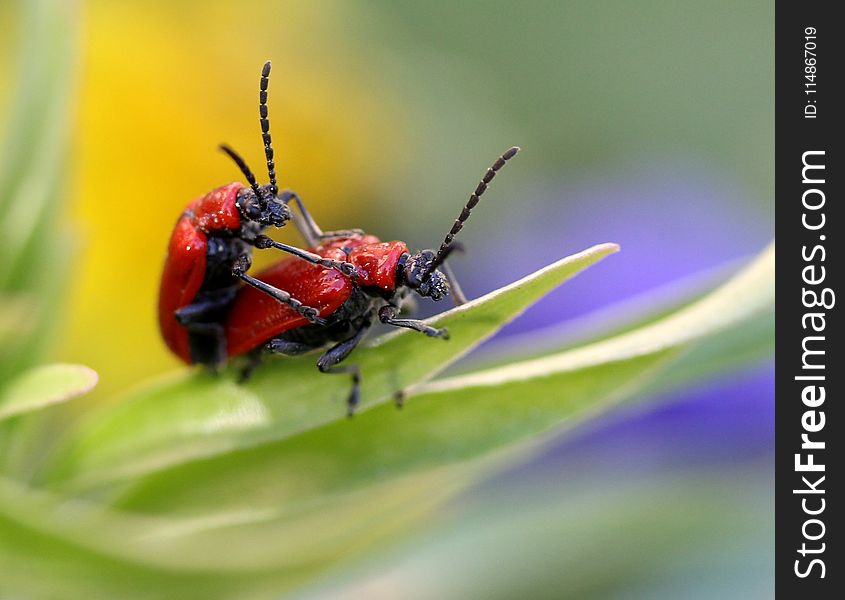 Insect, Macro Photography, Invertebrate, Beetle