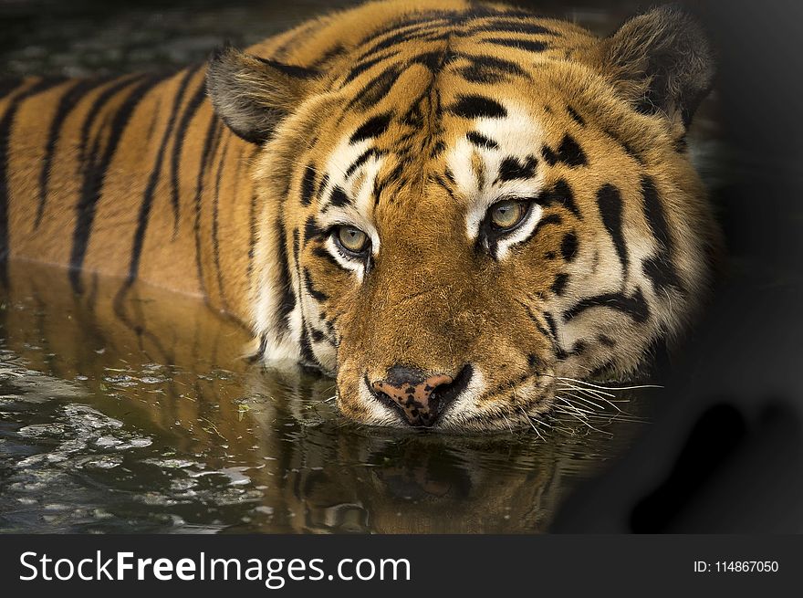 Tiger, Wildlife, Mammal, Terrestrial Animal