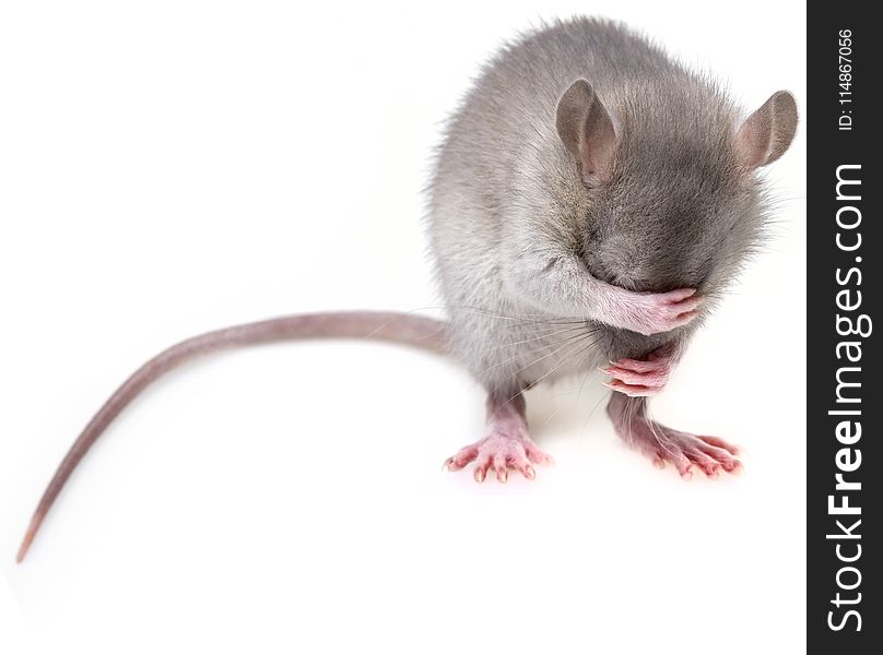 Mouse, Rat, Muridae, Mammal