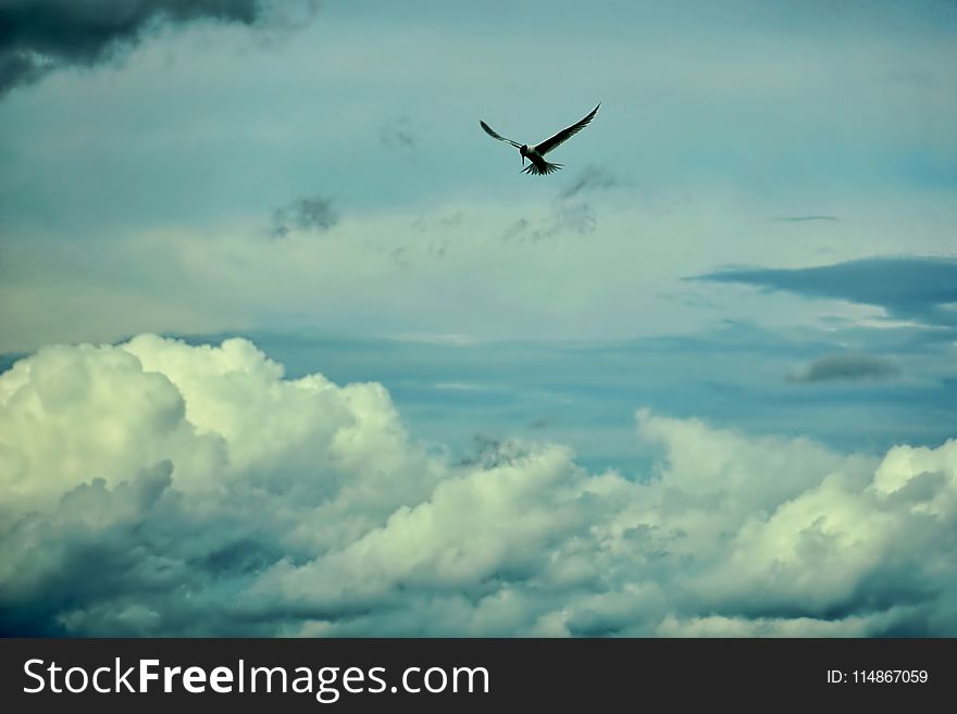 Sky, Cloud, Flight, Daytime