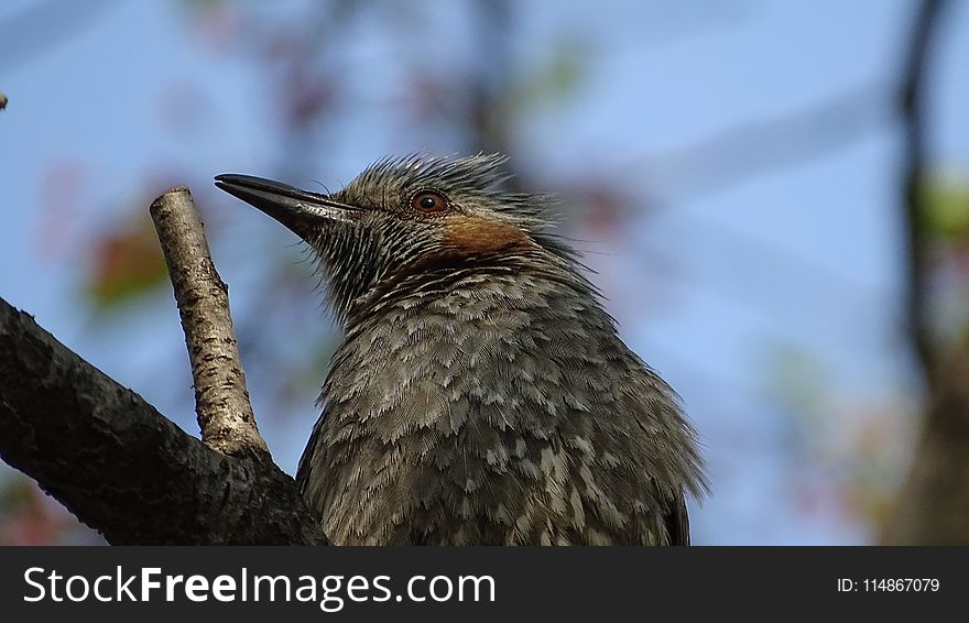 Bird, Beak, Fauna, Feather